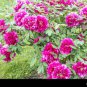 5 PCS Seeds Rare 'Jin Pao Hong' Red Peony Tree Flower