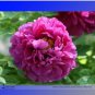 5 PCS Seeds Rare 'Jin Pao Hong' Red Peony Tree Flower