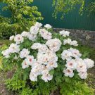 5 PCS Seeds Rare 'Jin Yu' White Ball Peony Seedlings 5 PCS Seeds Rare 'Jin Yu' White Ball Peony Seedlings