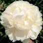 5 PCS Seeds Rare 'Jin Yu' White Ball Peony Seedlings