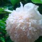 5 PCS Seeds Rare 'Jin Yu' White Ball Peony Seedlings