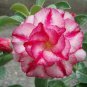 2 PCS Seeds Rare 'King of Comedy' Adenium Desert Rose
