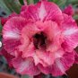 2 PCS Seeds Rare 'King of Comedy' Adenium Desert Rose