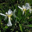 20 PCS Seeds Rare 'Louis' Iris Tectorum Flower