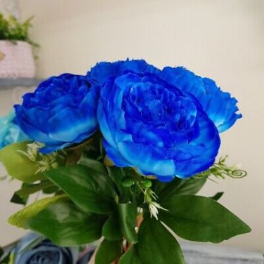 5 PCS Seeds Rare 'Luo Yang' Dark Blue Tree Peony Flower Bonsai
