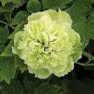 5 PCS Seeds Rare 'Lv Juren' Green Peony Shrub