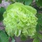 5 PCS Seeds Rare 'Lv Juren' Green Peony Shrub