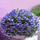 10 PCS Seeds Rare 'Night Blue' Geranium 10 PCS Seeds Rare 'Night Blue' Geranium