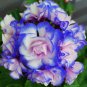 10 PCS Seeds Rare 'Night Blue' Geranium