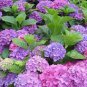 10 PCS Seeds Rare 'Night Blue' Geranium