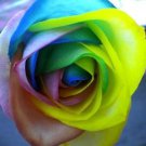 50 PCS Seeds Rare 'Outer Space' Rose Shrub Flower 50 PCS Seeds Rare 'Outer Space' Rose Shrub Flower