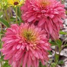 100 PCS Seeds Rare 'Pink Poodle' Echinacea Purpurea