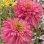 100 PCS Seeds Rare 'Pink Poodle' Echinacea Purpurea