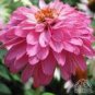 100 PCS Seeds Rare 'Pink Poodle' Echinacea Purpurea