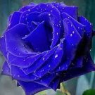 20 PCS Seeds Rare 'Princess' Blue Rose Plant Perennial Flower