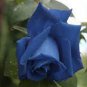 20 PCS Seeds Rare 'Princess' Blue Rose Plant Perennial Flower