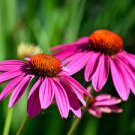 100 PCS Seeds Rare 'Princess Crown' Red Pink Echinacea Coneflowers Perennial Plants 100 PCS Seeds Rare 'Princess Crown' Red Pink Echinacea Coneflowers Perennial Plants