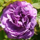 5 PCS Seeds Rare 'Purple Chief' Shiny Peony Shrub Flower 5 PCS Seeds Rare 'Purple Chief' Shiny Peony Shrub Flower