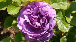 5 PCS Seeds Rare 'Purple Chief' Shiny Peony Shrub Flower