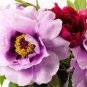 5 PCS Seeds Rare 'Purple Chief' Shiny Peony Shrub Flower