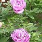 5 PCS Seeds Rare 'Purple Chief' Shiny Peony Shrub Flower