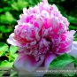 5 PCS Seeds Rare 'Purple Chief' Shiny Peony Shrub Flower