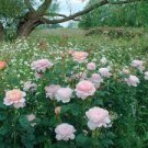 50 PCS Seeds Rare 'Queen of Sweden' Pink Rose Shrub Flower
