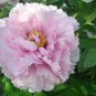 5 PCS Seeds Rare 'Rou Furong' Pink Tree Peony Flower Organic