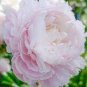 5 PCS Seeds Rare 'Ruan Yu Wen Xiang' Pink Peony Subshrub Flower