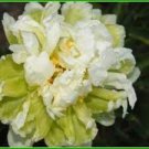 5 PCS Seeds Rare 'Sang Ye Mudan' Red Pink Yellow Green Peony Plant