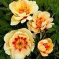 5 PCS Seeds Rare 'Sang Ye Mudan' Red Pink Yellow Green Peony Plant