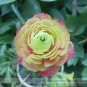 5 PCS Seeds Rare 'Sang Ye Mudan' Red Pink Yellow Green Peony Plant