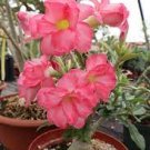 2 PCS Seeds Rare 'shy pink girl' Adenium Desert Rose 2 PCS Seeds Rare 'shy pink girl' Adenium Desert Rose