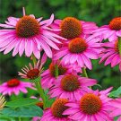 50 PCS Seeds Rare 'Snow Purple' Echinacea Flower Plant Coneflower