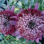 50 PCS Seeds Rare 'Snow Purple' Echinacea Flower Plant Coneflower