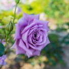 50 PCS Seeds Rare 'Spring Sunshine' Purple Rose Flowers