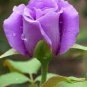 50 PCS Seeds Rare 'Spring Sunshine' Purple Rose Flowers