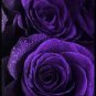 50 PCS Seeds Rare 'Spring Sunshine' Purple Rose Flowers