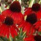 100 PCS Seeds Rare 'Sprite' Fire Red Echinacea 100 PCS Seeds Rare 'Sprite' Fire Red Echinacea