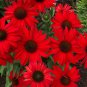 100 PCS Seeds Rare 'Sprite' Fire Red Echinacea
