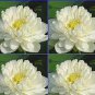 5 PCS Seeds Rare 'Swan velvet' White Peony