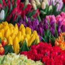 50 PCS Seeds Rare 8 Types of Colorful Valentine's Romantic Rose Flower 50 PCS Seeds Rare 8 Types of Colorful Valentine's Romantic Rose Flower