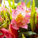 120 PCS Seeds Rare 24 different colors of the Peruvian lily seeds home garden flowers 120 PCS Seeds Rare 24 different colors of the Peruvian lily seeds home garden flowers