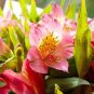 120 PCS Seeds Rare 24 different colors of the Peruvian lily seeds home garden flowers