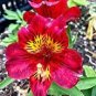 120 PCS Seeds Rare 24 different colors of the Peruvian lily seeds home garden flowers