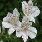 120 PCS Seeds Rare 24 different colors of the Peruvian lily seeds home garden flowers