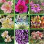 120 PCS Seeds Rare 24 different colors of the Peruvian lily seeds home garden flowers