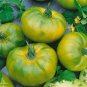 30 PCS Seeds Rare 30 Types of Different Gardening Tomato Organic
