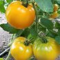 30 PCS Seeds Rare 30 Types of Different Gardening Tomato Organic