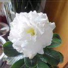2 PCS Seeds Rare Adenium